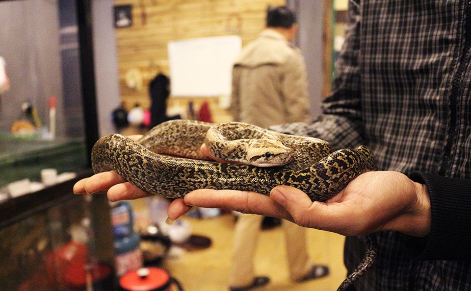 Cận cảnh trăn hai đầu "độc nhất" Việt Nam - 4 Trăn Miến Điện mà các anh đang sở hữu khoảng 1kg.