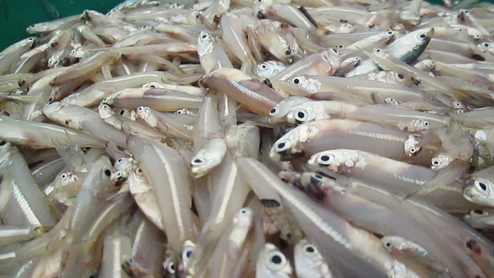 Người dân xã đảo bội thu trong chuyến vươn biển đầu tiên sau bão - 4 Những giỏ cá cơm còn tươi rói…