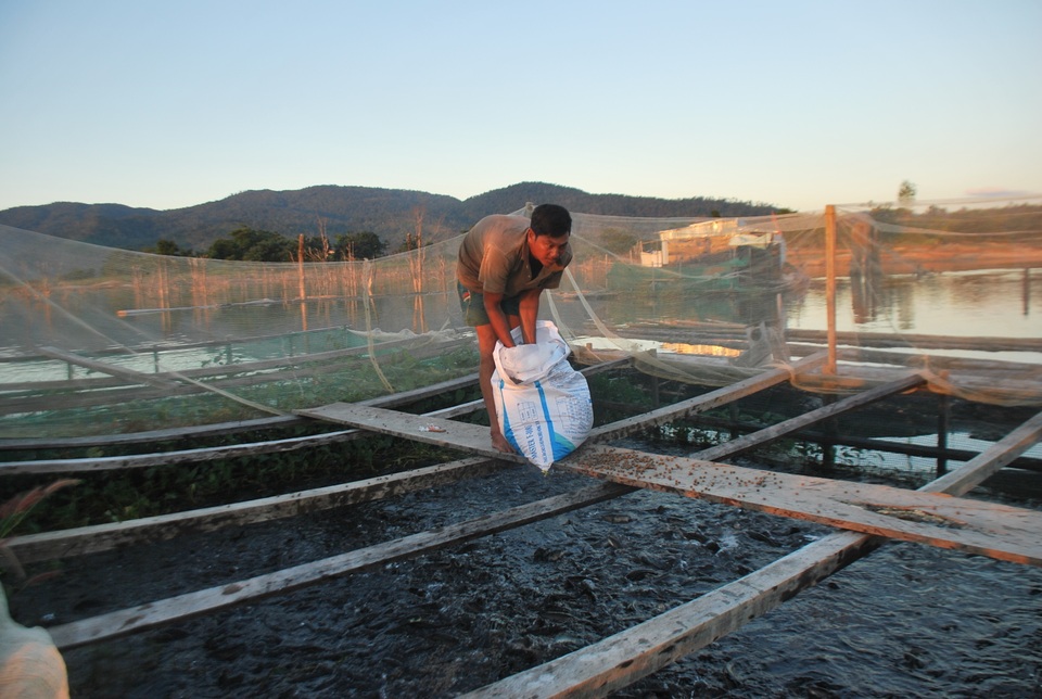 
Làng chài được nhà nước hỗ trợ cá giống và thức ăn để chăn nuôi cá lồng
