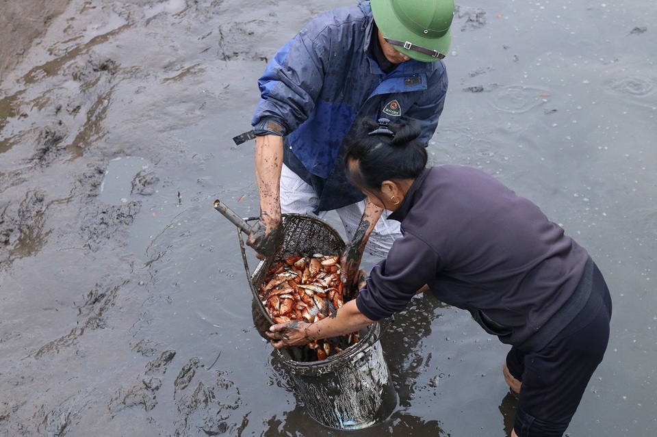 Làng cá chép đỏ trước ngày Táo quân về trời - 2
Để có cá cúng lễ cho ngày Tết ông Công ông Táo, người dân bắt đầu nuôi từ cá giống từ hơn nửa năm trước.