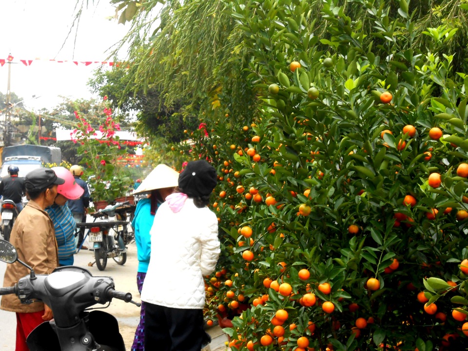 Hoa Tết tăng giá, người mua vẫn còn chần chừ - 6 Phần lớn các loại cây kiểng khác vẫn chưa có khách đặt mua, chủ yếu là khách đến hỏi giá