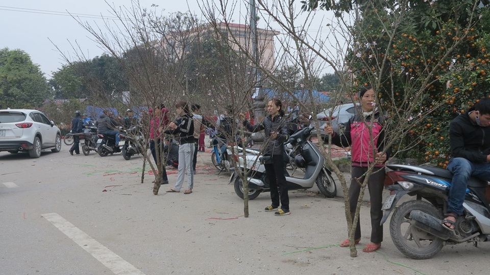 Sắc xuân tràn ngập trên thành Vinh - 5 Dù được bày bán ở tận đường nhưng loài hoa đào truyền thống vẫn không được người tiêu dùng chú ý như trước đây.