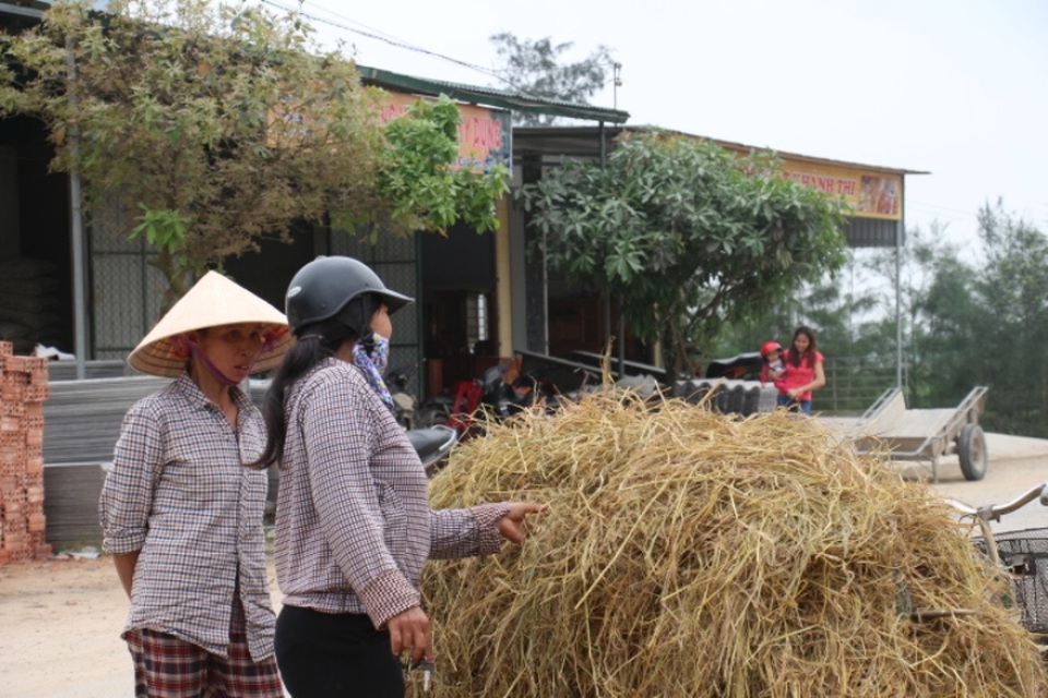 Độc đáo phiên chợ chỉ có… rơm - 7 Còn đối với những gia đình làm nhiều lúa lượng rơm nhiều sử dụng không hết thì họ tận dụng rơm để bán lấy tiền mua thức ăn và lấy chỗ chuẩn bị cho mùa rơm mới.