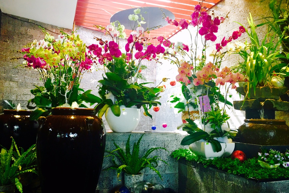 
Những bông Hồ điệp tao nhã, quý phái tỏa hương thơm
