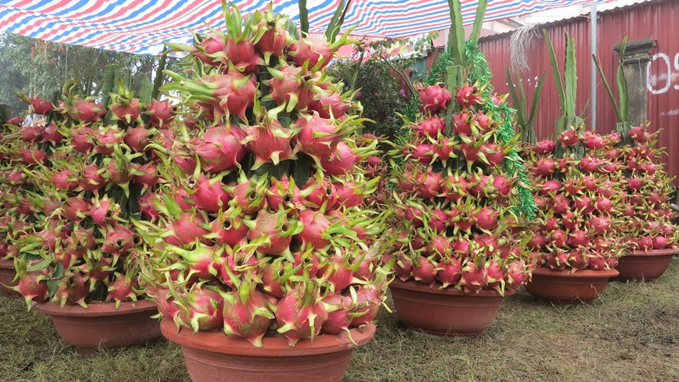 Sắc xuân tràn ngập trên thành Vinh - 7 Những chậu thanh long với kiểu dáng độc đáo lần đầu xuất hiện trên thị trường TP Vinh là sự lựa chọn của nhiều người như để tạo sự khác biệt. Giá mỗi chậu thanh long kiểng khoảng 3.000.000 đồng.