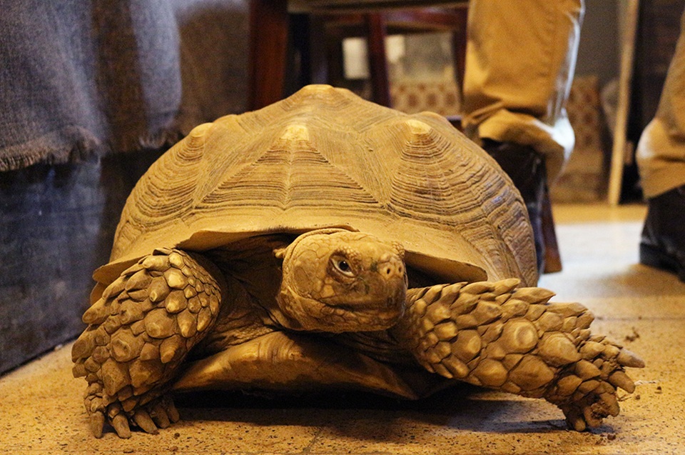 Cận cảnh trăn hai đầu "độc nhất" Việt Nam - 1 Rùa Sulcata là loài rùa lớn thứ 3 trên thế giới. Cân nặng trung bình của con trưởng thành lên tới 45kg.