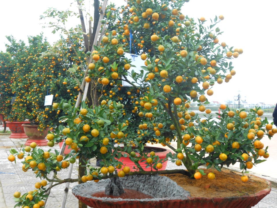 Hội An tưng bừng lễ hội cây quật cảnh - 5 Cây quật thế đẹp mắt được nghệ nhân đưa ra trưng bày