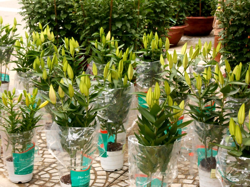 Hoa Tết tăng giá, người mua vẫn còn chần chừ - 7 Hoa ly có giá từ 250 ngàn/chậu