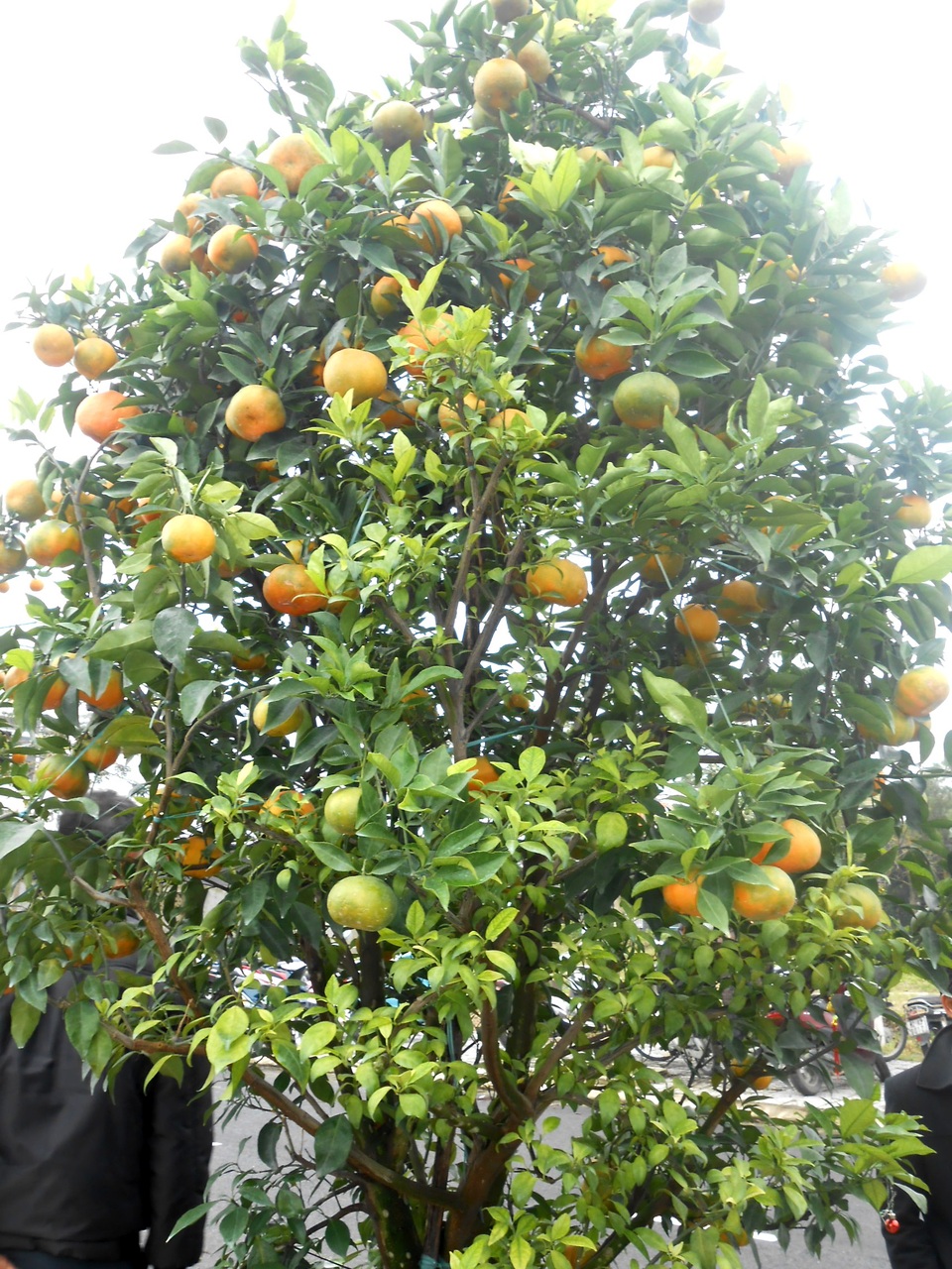 Hội An tưng bừng lễ hội cây quật cảnh - 6 Hội An tưng bừng lễ hội cây quật cảnh - 6