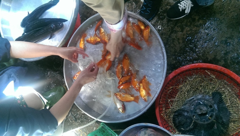 Đà Nẵng: Thị trường đồ cúng ông Táo kém sôi động - 3 Cá chép năm nay giá thấp hơn năm ngoái