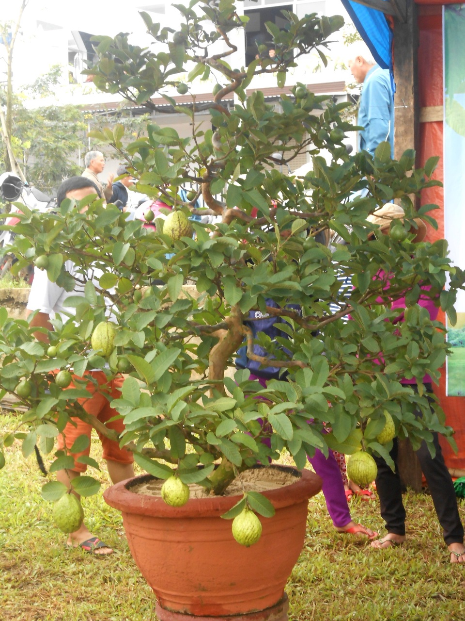 Hội An tưng bừng lễ hội cây quật cảnh - 7 Cây quýt và ổi được tạo dáng tham dự ngày hội