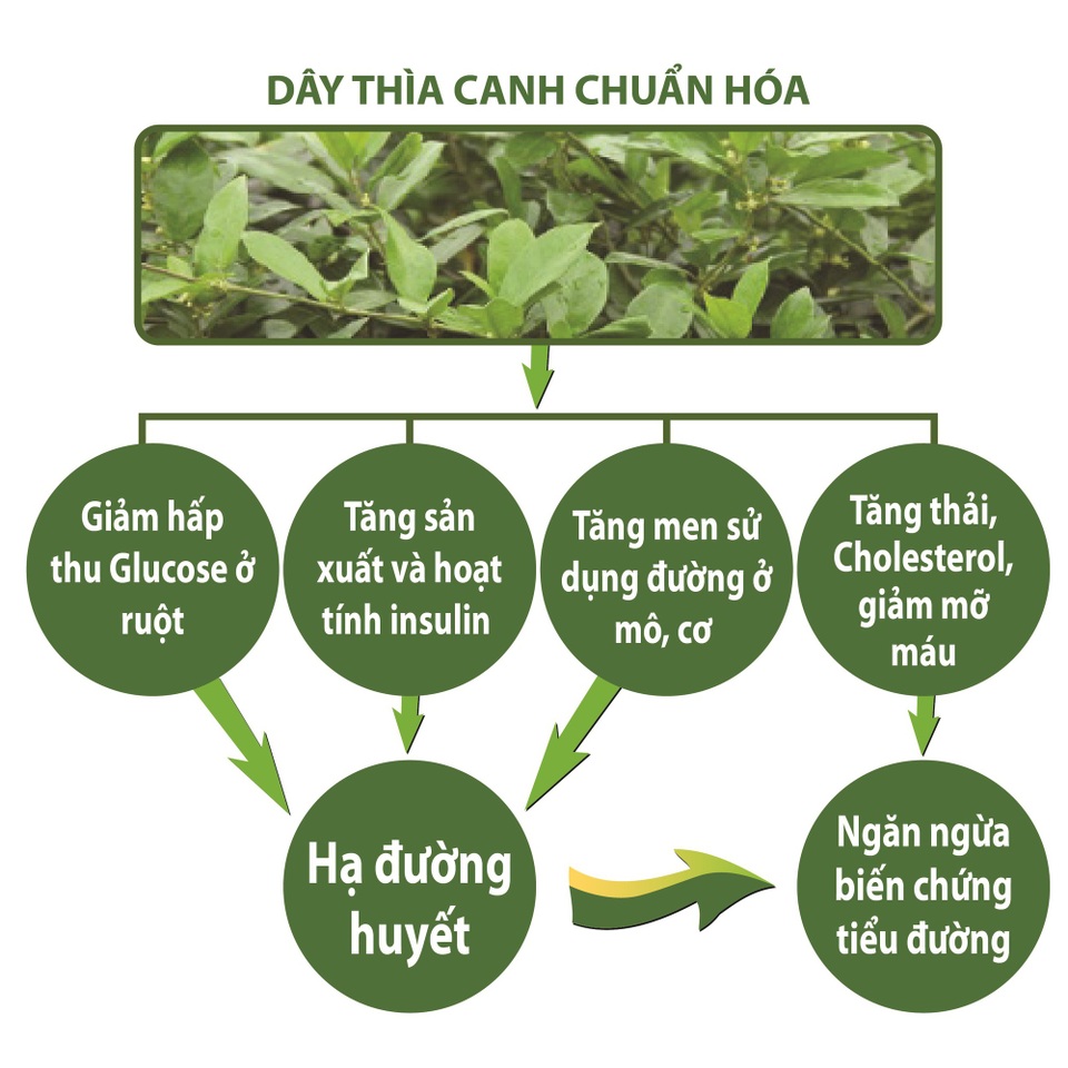 4 cách đơn giản giảm nguy cơ mù lòa ở bệnh nhân tiểu đường - 2
Cơ chế tác động của hoạt chất trong Dây thìa canh chuẩn hóa