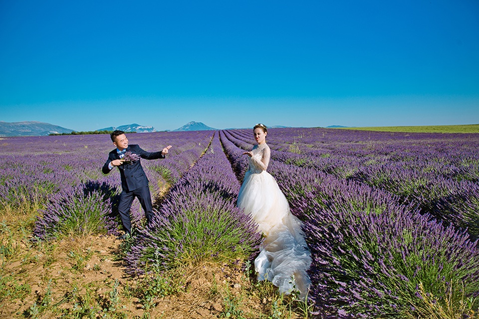 Ảnh cưới của cặp đôi Việt trên cánh đồng Lavender nước Pháp - 2 Độ cuối tháng 6 đến cuối tháng 8, những cánh đồng hoa oải hương đồng loạt khoác lên mình chiếc áo màu tím biếc. Khi vào mùa, hoa oải hương tỏa hương thơm ngát đến cả vùng lân cận.