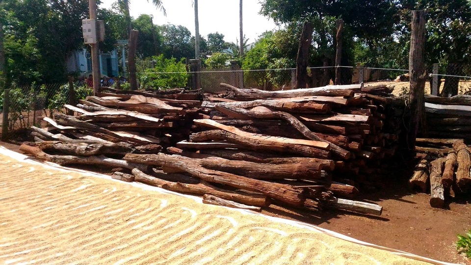 Khẩn trương hỗ trợ những nông dân đang trắng tay, ngập nợ vì hồ tiêu chết - 1
Dân nhổ trụ tiêu để bán nhằm “vớt vát” lại vốn
