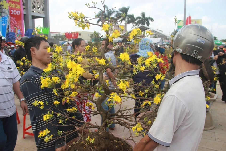 Cuối ngày 30 Tết, hoa, cây cảnh đồng loạt “xả hàng” - 32 Cây mai vàng nở hoa rực rỡ