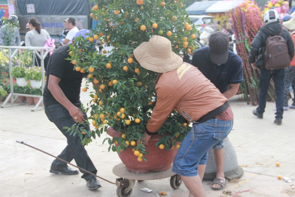 Cuối ngày 30 Tết, hoa, cây cảnh đồng loạt “xả hàng” - 36 Một số chủ vườn tranh thủ di chuyển cây về nhà