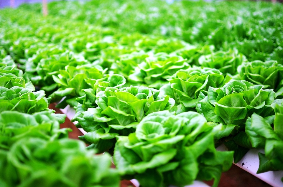 Vingroup ký thỏa thuận hợp tác với 500 hộ sản xuất - 5 Vingroup ký thỏa thuận hợp tác với 500 hộ sản xuất - 5