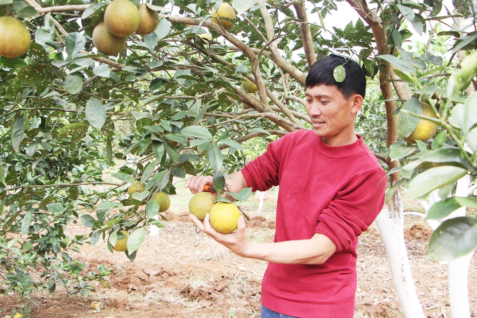 Trưởng thôn 8X làm lại cuộc đời từ “bàn tay đen” - 1 Là trưởng thôn, đại biểu HĐND xã, anh Phan Duy Sinh còn là ông chủ trẻ có thu nhập hàng trăm triệu đồng mỗi năm từ mô hình vườn đồi.