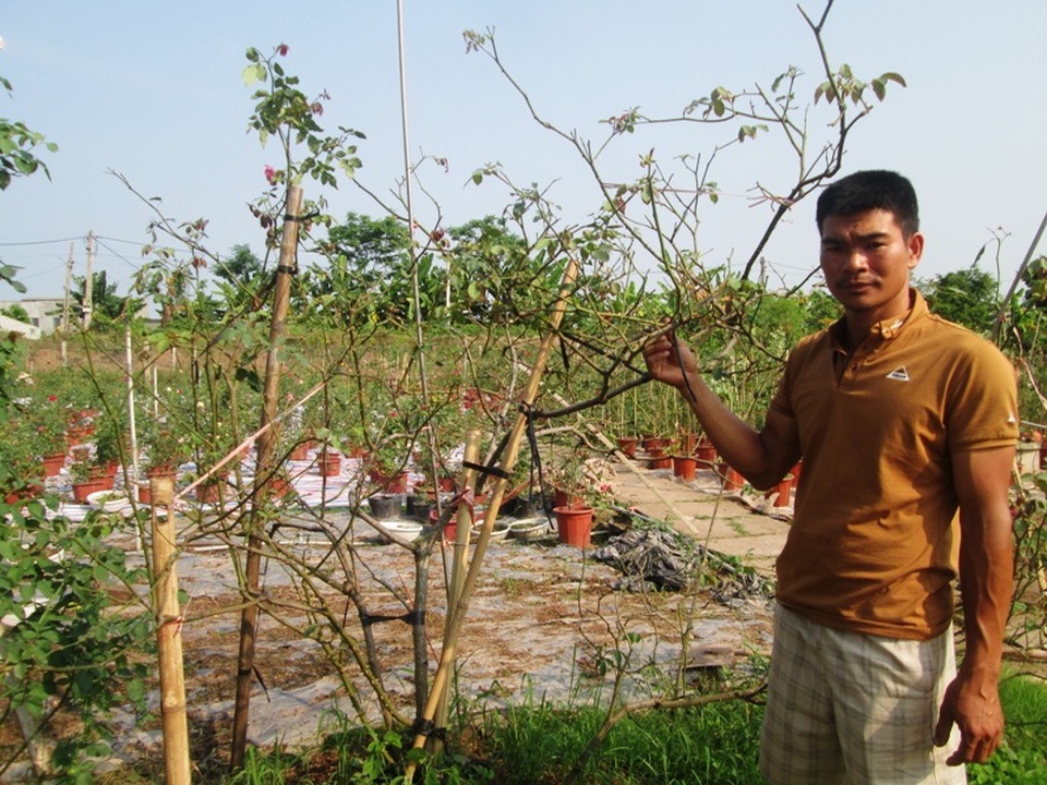Thu tiền tỉ từ hoa hồng, ông chủ 8X tạo việc làm cho lao động quê nhà - 2 Trong vườn anh Trọng không thiếu gốc hồng lâu năm có giá trị cao