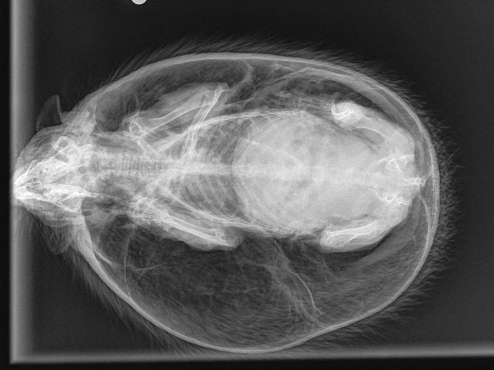 
Ảnh chụp X quang con nhím
