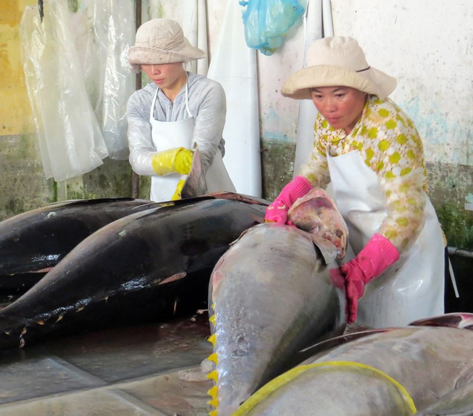 Chuỗi liên kết cá ngừ đại dương bộc lộ nhiều hạn chế - 2 Cá ngừ được làm vệ sinh sau khi đưa lên khỏi biển