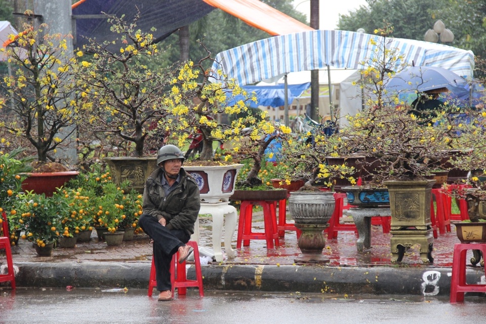 Chủ tịch Quảng Ngãi kêu gọi mua hoa Tết giúp dân - 2 Do trên địa bàn liên tục có mưa nên hoa Tết rất ế ẩm