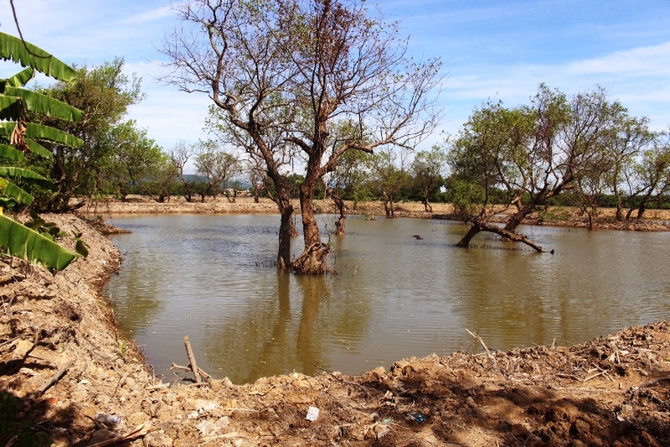 Phá tan hoang rừng bần vì tin đồn được Formosa đền bù? - 3 Rừng bần bị tàn phá là do chính quyền buông lỏng quản lý