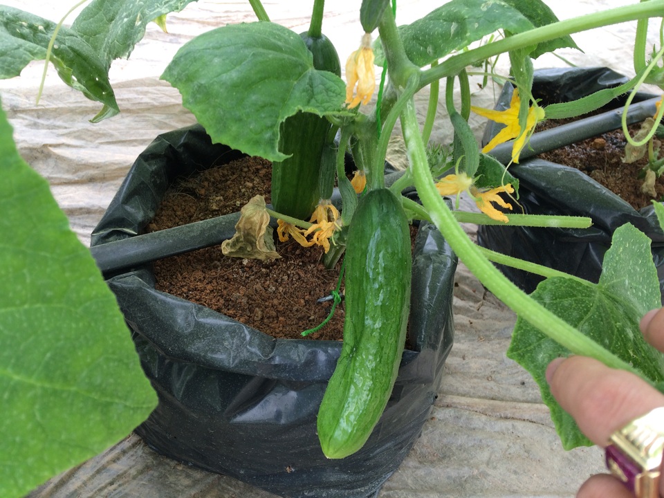 Lão nông thu tiền tỷ mỗi năm từ bán cây giống dưa chuột, cà chua - 1 Dưa chuột được trồng bằng giá thể và tưới bằng hệ thống tưới nhỏ giọt