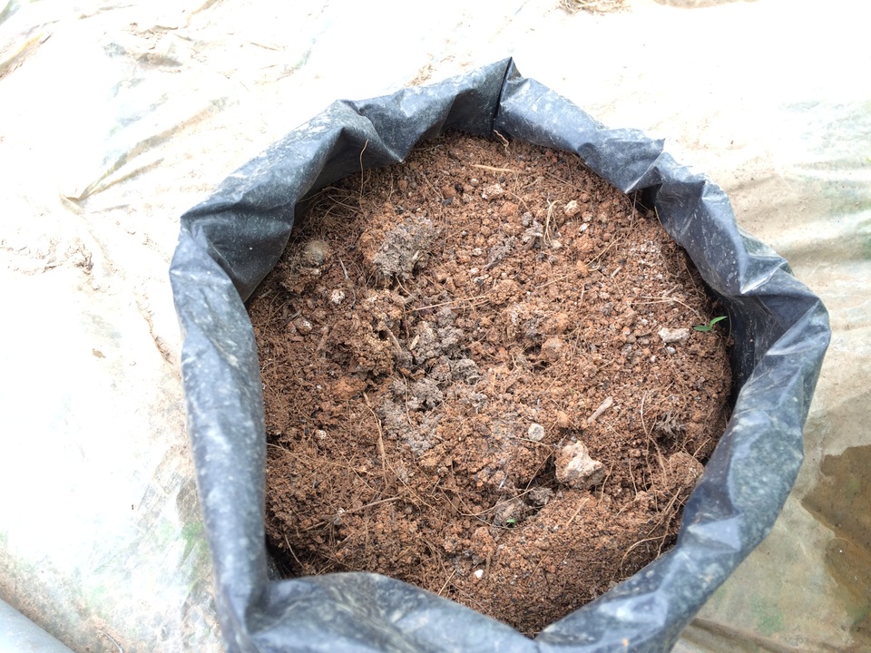 Lão nông thu tiền tỷ mỗi năm từ bán cây giống dưa chuột, cà chua - 3 Lão nông thu tiền tỷ mỗi năm từ bán cây giống dưa chuột, cà chua - 3