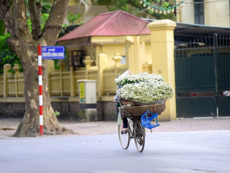Cúc họa mi đẹp tinh khôi "gọi" đông về trên phố Hà Nội - 11 Cúc họa mi đẹp tinh khôi "gọi" đông về trên phố Hà Nội - 11