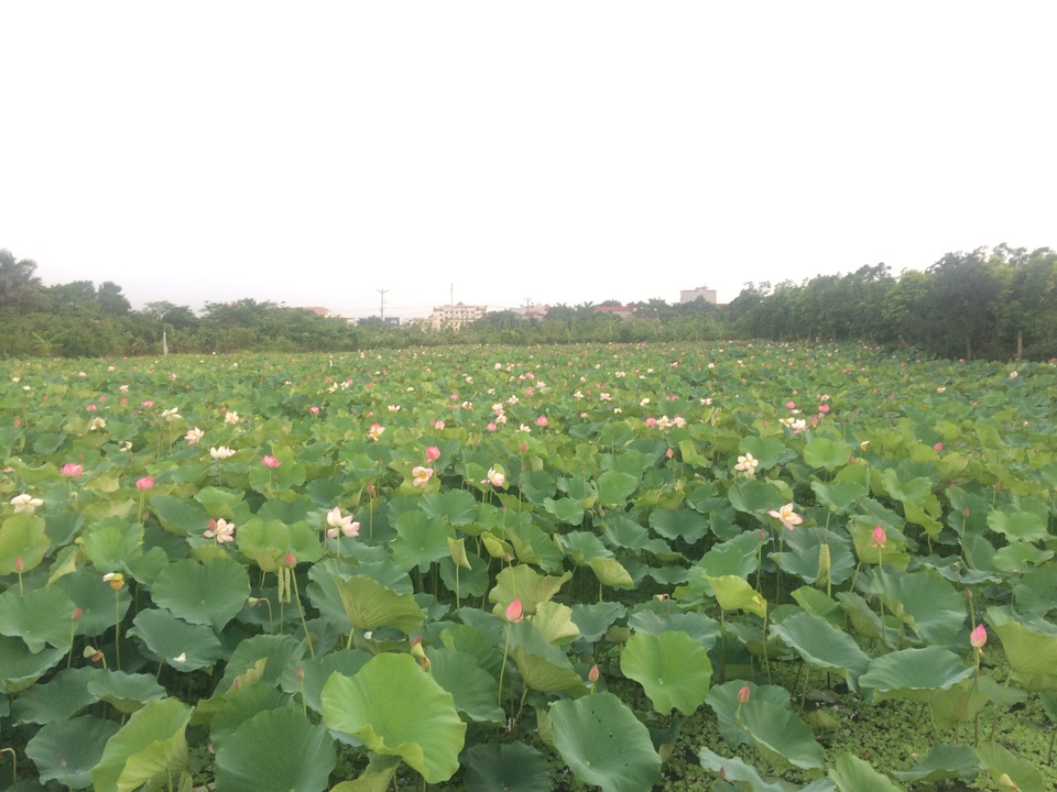 3 giờ sáng ra đầm hái sen, lão nông thu tiền triệu mỗi ngày - 2 Đầm sen 1,5 ha nhà ông Đàm
