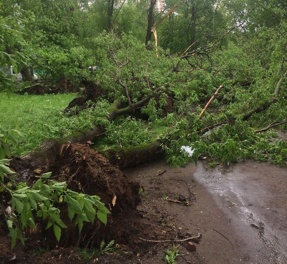 Bão mạnh tấn công thủ đô Moscow: 12 người chết, 125 người bị thương - 2
Gió giật mạnh và mưa lớn đã hoành hành thủ đô nước Nga. Các nhà khí tượng miêu tả cơn bão hôm qua là hiếm gặp và có thể là cơn bão gây thiệt hại về người nhiều nhất tại Moscow trong vòng 110 năm qua.