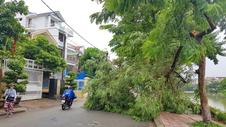Bão chưa vào, TP Huế đã ngổn ngang cây đổ - 2 Cây phượng đổ trên đường Phan Đình Phùng