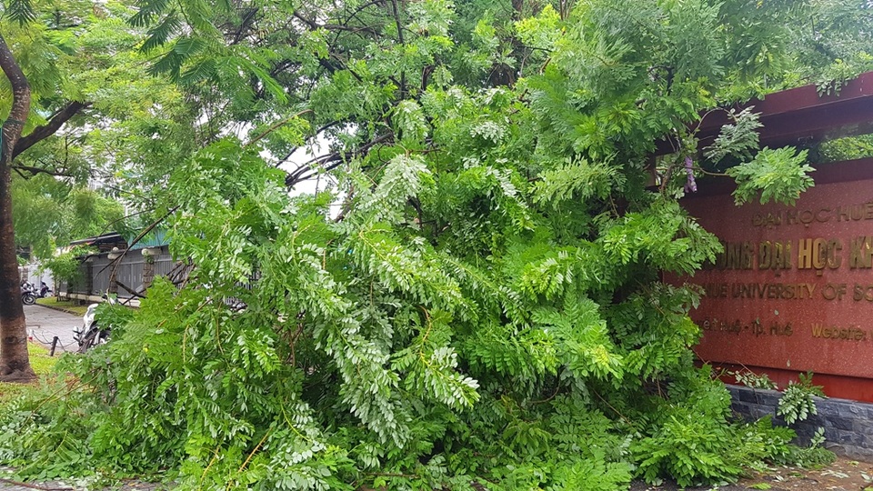 Bão chưa vào, TP Huế đã ngổn ngang cây đổ - 3 Cây đổ ở nhiều nơi