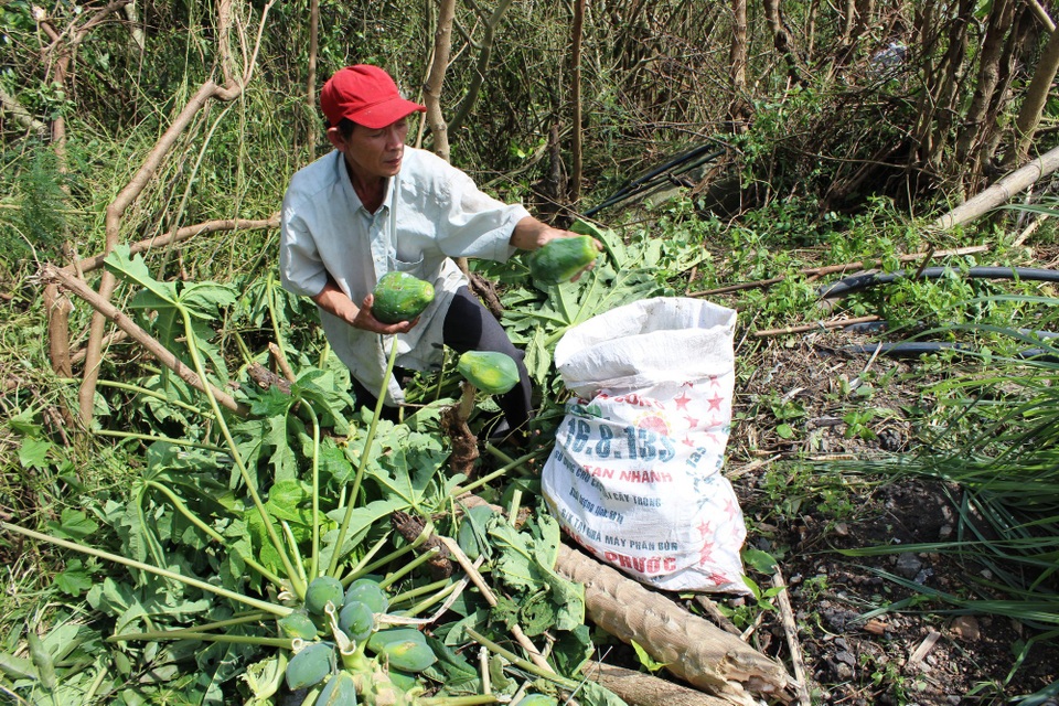 "Chúng tôi không biết chạy đi đâu, 7 người hứng mưa bão cả đêm!" - 1 
Ông Hoài nhặt những quả đu đủ xanh trên các cây đã đổ rạp.