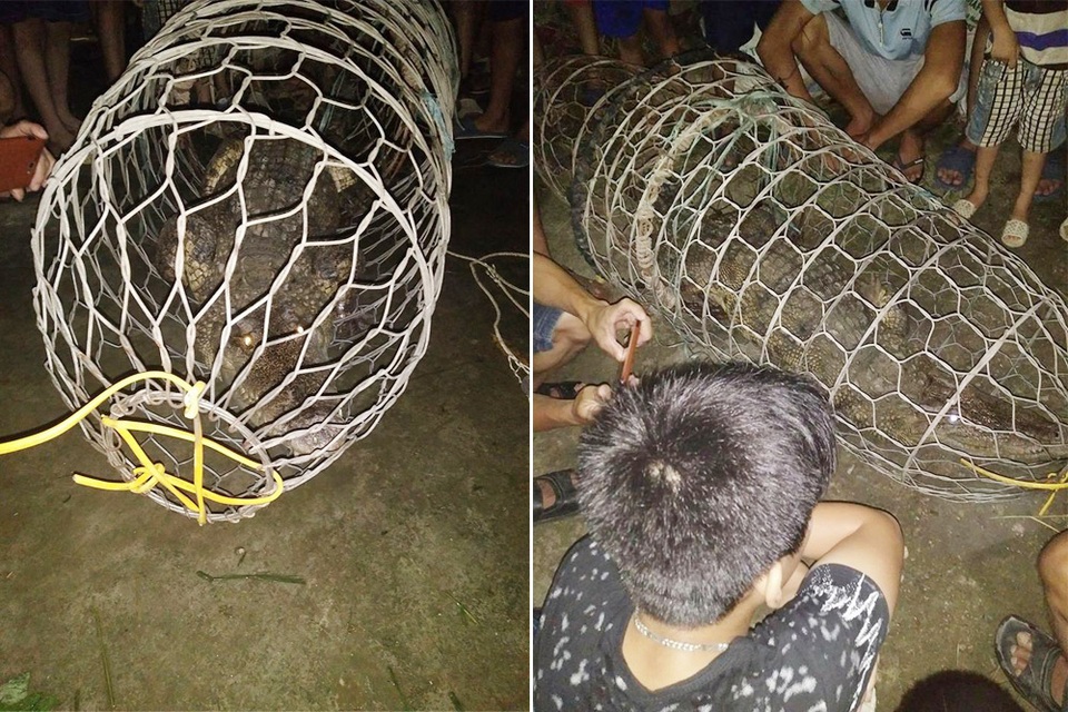 Hà Nội: Bắt được con cá sấu gần 40 kg khi đánh cá trên sông - 1 Nhiều người dân đã đến xem con cá sấu mà ông Viên mới bắt được trên sông Tích. (Ảnh: Thoan Hòa).