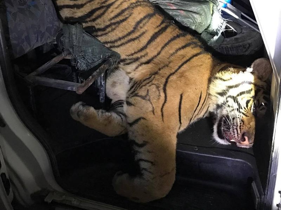 Cá thể hổ được phát hiện trên xe cứu thương