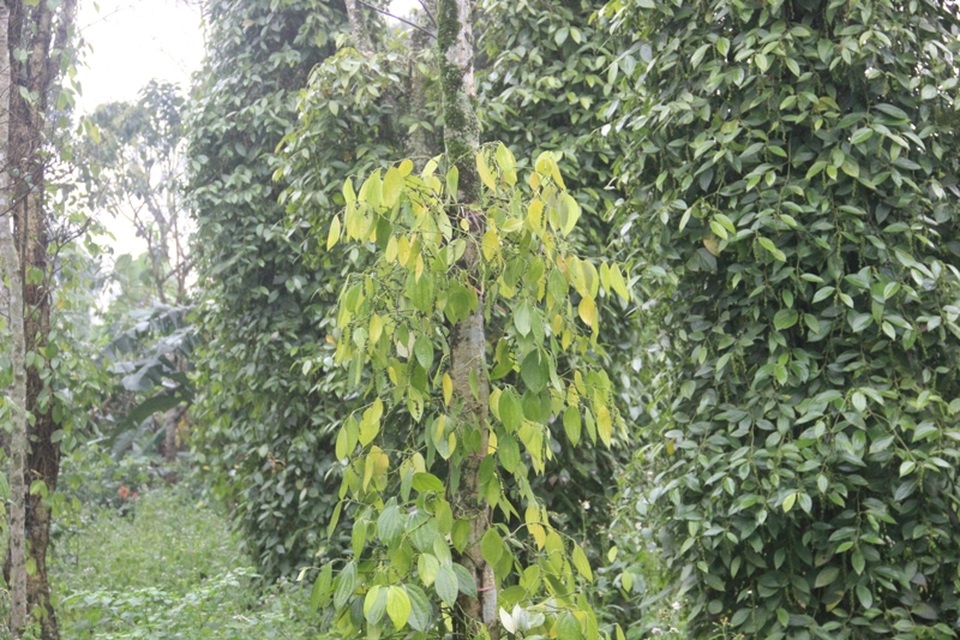 Điêu đứng vì hồ tiêu sắp thu hoạch thì đột nhiên "đổ bệnh" - 4 Chỉ trong vài ngày cây tiêu sẽ bị vàng lá và chết