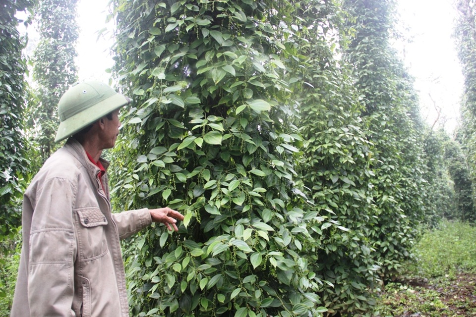 Điêu đứng vì hồ tiêu sắp thu hoạch thì đột nhiên "đổ bệnh" - 3 Vườn tiêu của ông Bình cũng bị nhiễm bệnh chết chậm, vàng lá