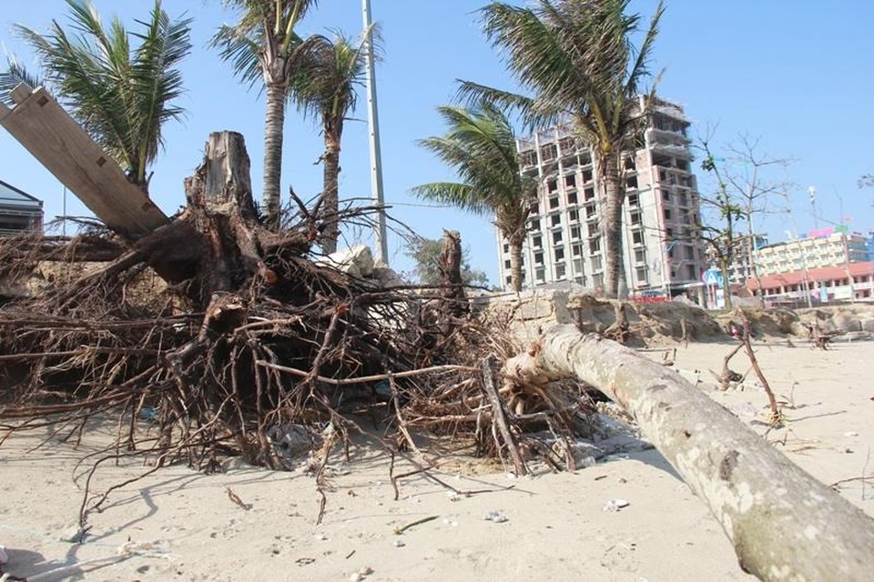 Bãi biển đẹp nhất xứ Thanh bị xâm thực nghiêm trọng - 1
Hàng phi lao bị sóng đánh bật tung gốc