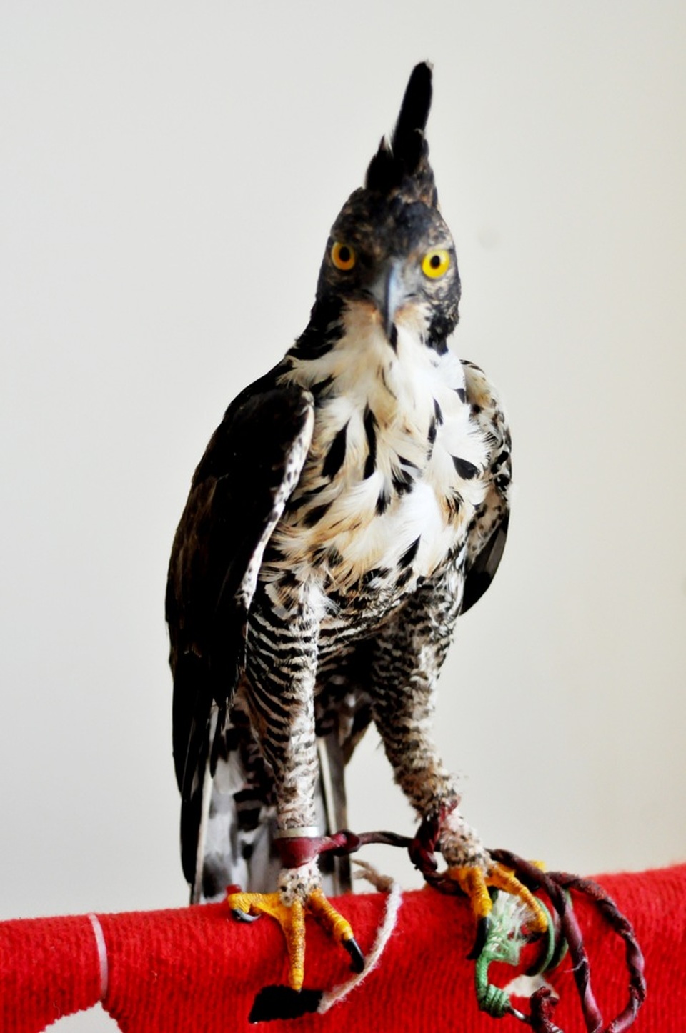 Bộ sưu tập chim săn giá 300 triệu của dân chơi Hà Nội - 5 Đây là dòng chim có kỹ năng săn mồi khá tốt. Chúng có đôi mắt sáng, móng vuốt sắc nhọn và luôn là nỗi khiếp đảm của những loại thú nhỏ trong tự nhiên.