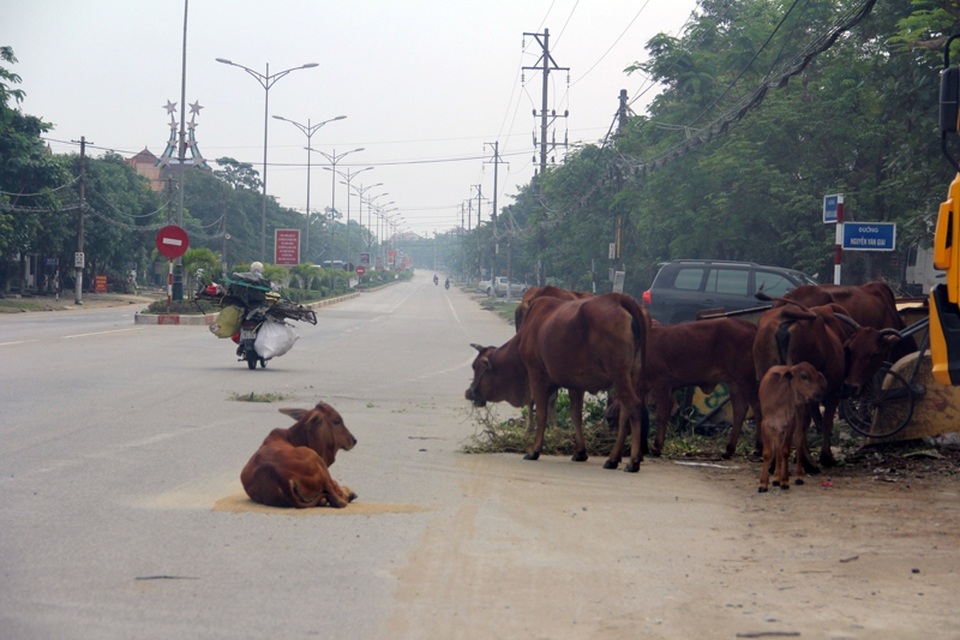 Rợn người những cú bẻ lái tránh... bò trên quốc lộ 1A - 1 Quốc lộ 1A đoạn qua Hà Tĩnh có chiều dài hơn 130km. Trong hai ngày 26-27/10, PV Dân trí đã tiến hành chuyến thị sát ghi nhận thực trạng bò thả rông trên huyết mạch giao thông quan trọng bậc nhất của cả nước. Từ huyện Nghi Xuân vào huyện Kỳ Anh, ở đâu cũng có thể bắt gặp những đàn bò nghênh ngang, nằm nghỉ giữa tuyến quốc lộ này. Hình ảnh PV ghi lại tại phường Bắc Hồng, thị xã Hồng Lĩnh.