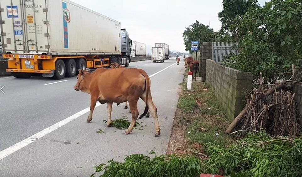 Xử lí vấn nạn bò thả rông: Chỉ thị của lãnh đạo tỉnh chưa đủ mạnh? - 3 
Bò phá cây cối của người dân, sau đó lao ra giữa QL 1A, địa phận xã Cẩm Sơn, huyện Cẩm Xuyên.