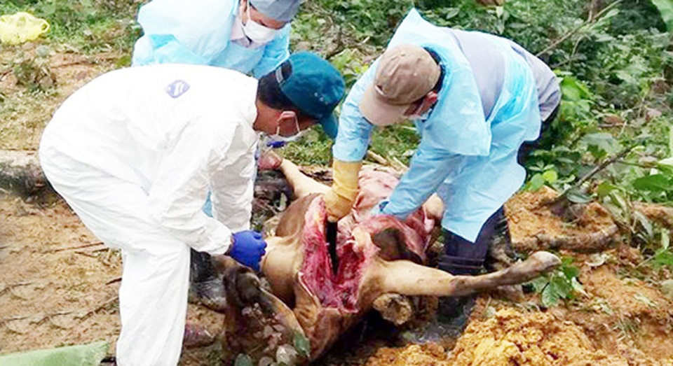 8 con bò của một hộ dân chết bất thường cùng ngày - 2
Cơ quan thú y huyện Hương Khê mổ lấy mẫu phẩm để xét nghiệm, tìm nguyên nhân khiến bò chết bất thường.