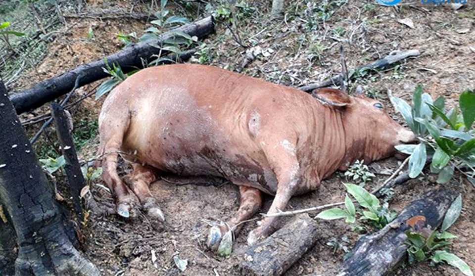 8 con bò của một hộ dân chết bất thường cùng ngày - 1 Một trong số 8 con bò chết trong tình trạng phình bụng, sủi bọt mép (ảnh: Đức Quyền).