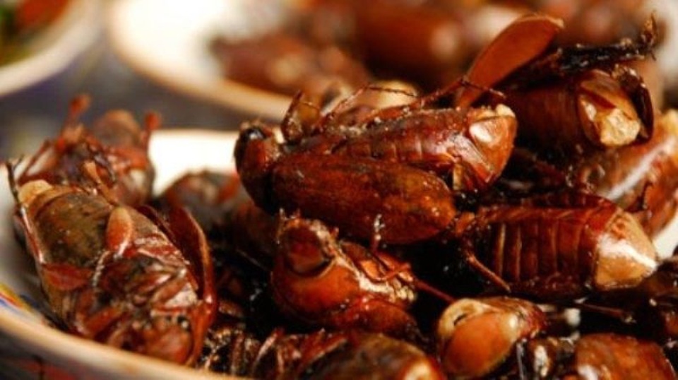 Thưởng thức "độc chiêu" bọ rầy Bảy Núi - 1 Bọ rầy chỉ sinh sôi khoảng một tháng đầu của mùa mưa.