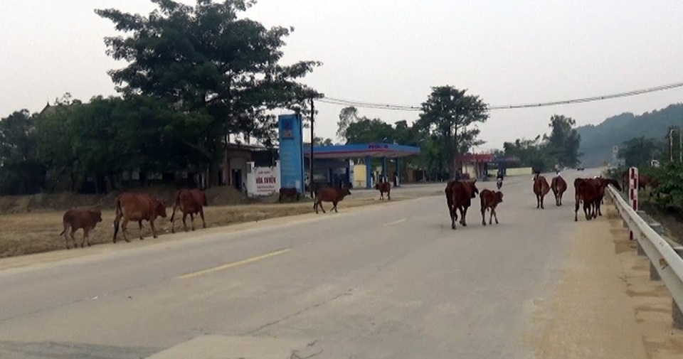Trâu bò vẫn nghênh ngang “thách thức” ô tô trên quốc lộ! - 12