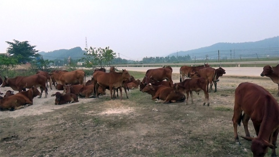 Giật mình vì cả xã bất lực truy chủ nhân đàn bò hàng chục con “chia cắt” QL1A - 1 Ban đầu đàn bò thả rông lên tới hàng chục con nêm chặt một bãi đất ngay cạnh QL1A.