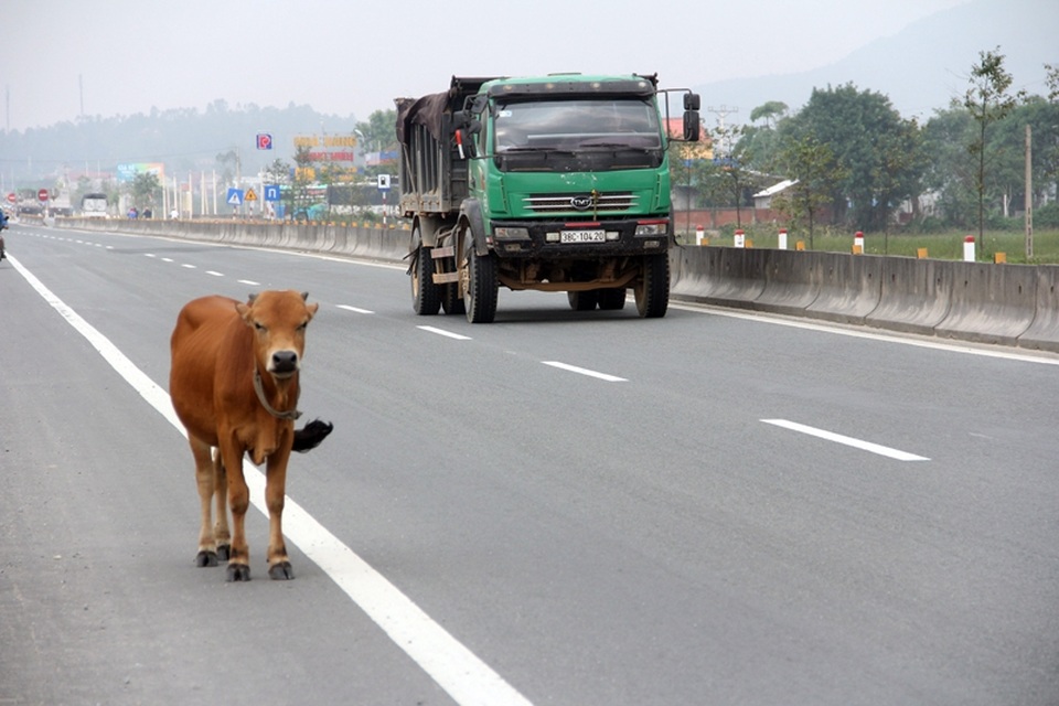 Rợn người những cú bẻ lái tránh... bò trên quốc lộ 1A - 5
Một chú bê chạy đua cùng ô tô tại địa phận xã Vượng Lộc, huyện Can Lộc.