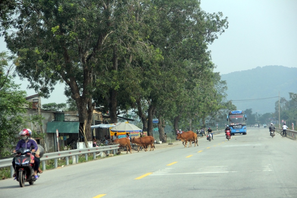 Rợn người những cú bẻ lái tránh... bò trên quốc lộ 1A - 3 Một đàn bò thả rông chiếm lòng đường của người tham gia giao thông tại địa phận xã Xuân Hồng, huyện Nghi Xuân.